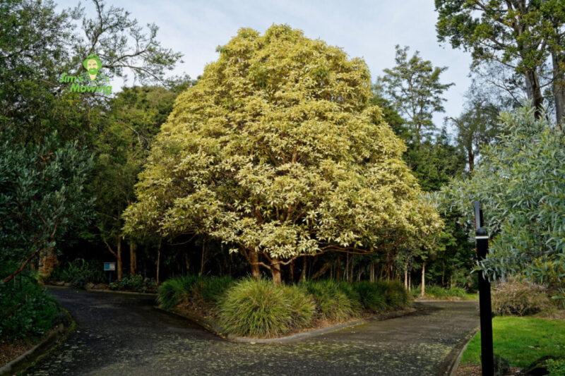 10 Canopy Trees for Garden Shade in Australia