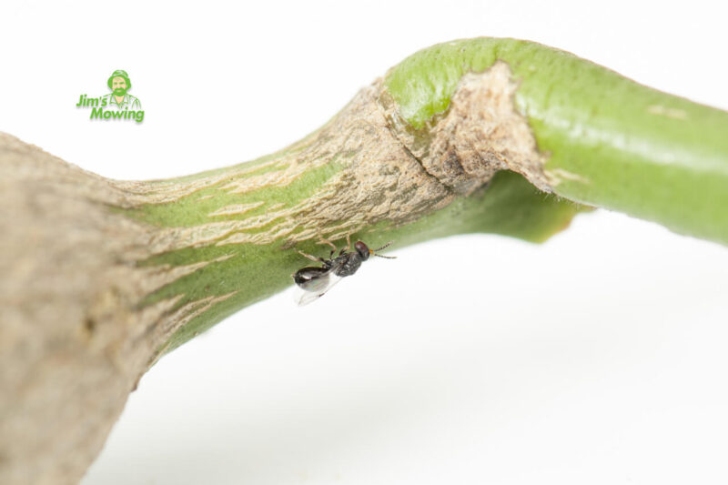 Controlling Citrus Gall Wasps in Your Garden