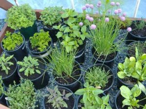 herb seedlings