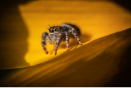 jumping spider