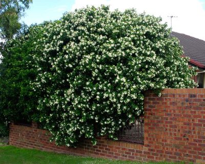 Common Types Of Plants Used As Hedges - JimsMowing.com.au