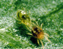 predatory mites