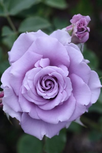 Seasonal Flower Guide For Aussie Gardeners - JimsMowing.com.au