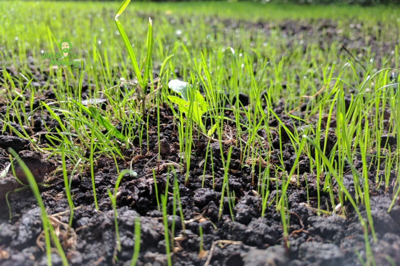 Top tips for growing lawn from seed