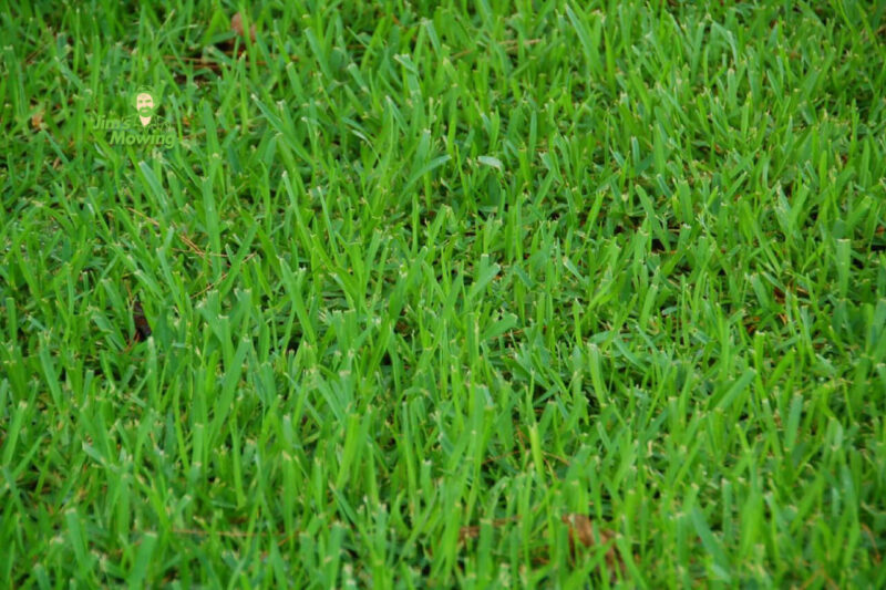 Can You Grow Buffalo Grass from Seed?