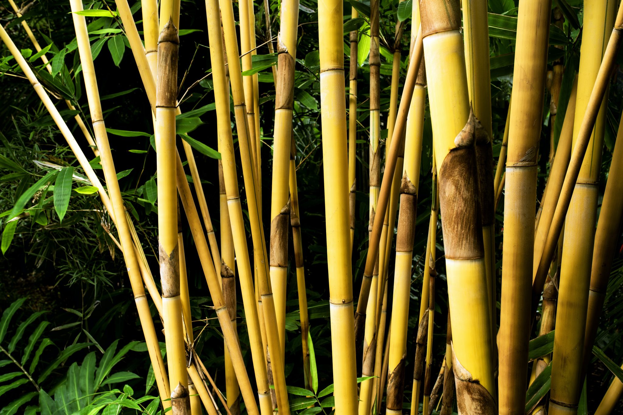 Types Of Clumping Bamboo - Jimsmowing.com.au