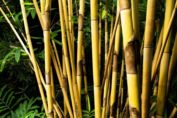 Types of Clumping Bamboo - JimsMowing.com.au