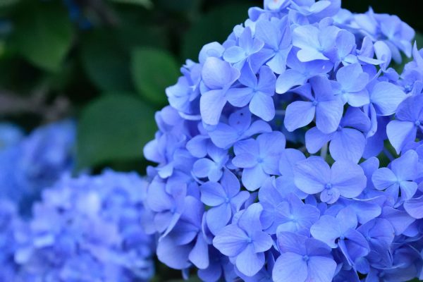 7 Shade Loving Plants - JimsMowing.com.au