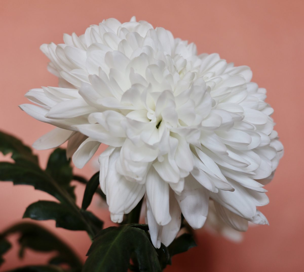 How to Grow Chrysanthemums - JimsMowing.com.au