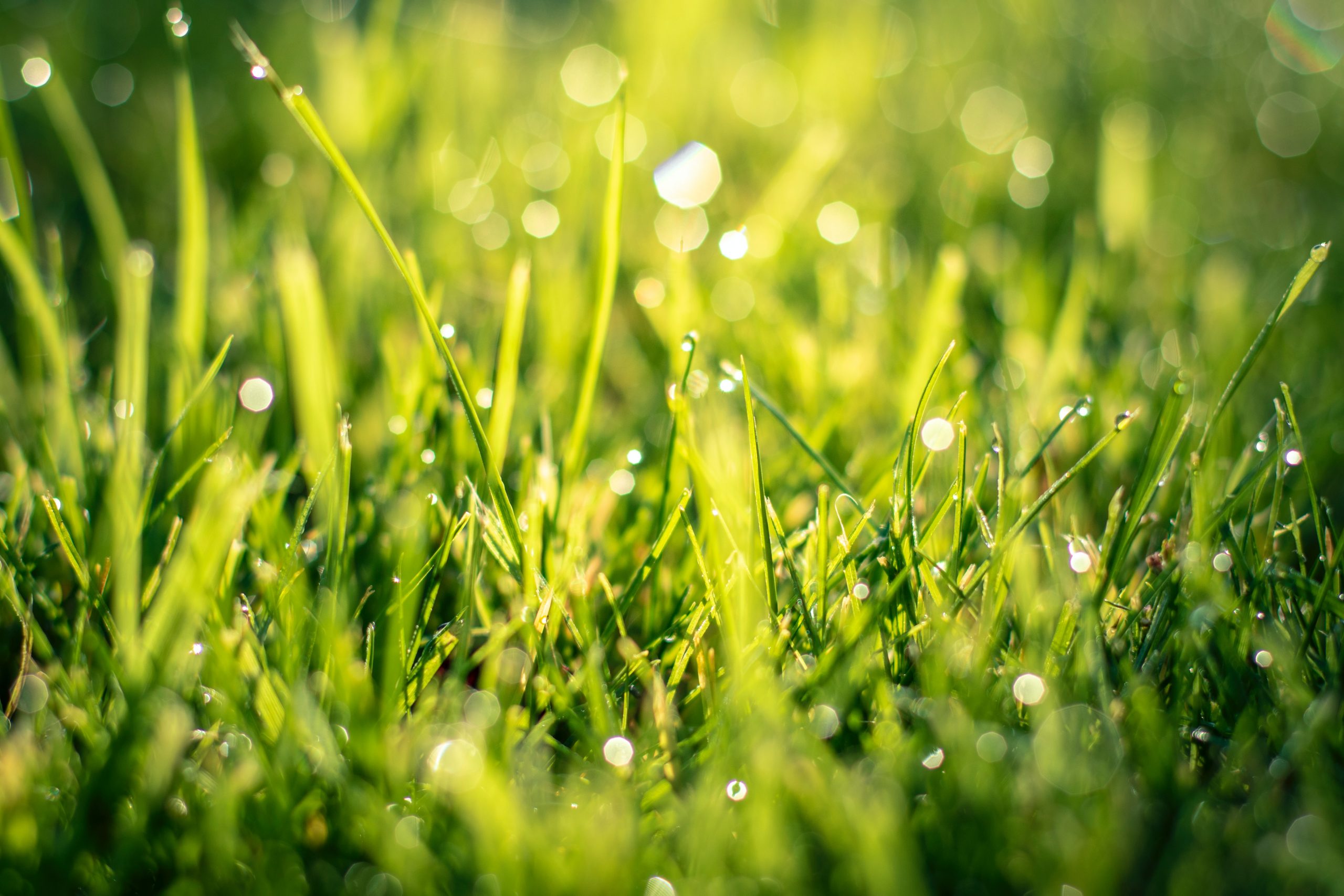 Spring Lawn Care: Steps to Prepare Your Lawn for Warmer Months ...