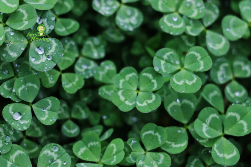 How to get rid of clover in lawn