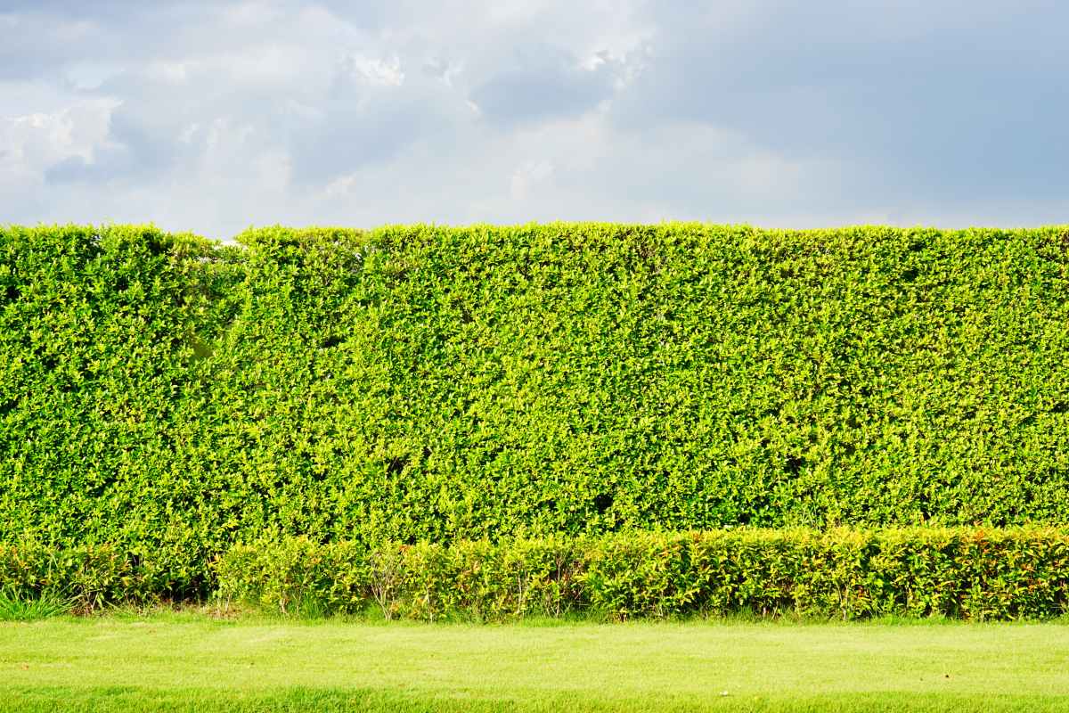 The Top 5 Hedge Plants For Blocking Noise - Jim’s Mowing