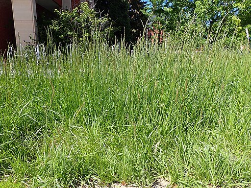 tall fescue grass