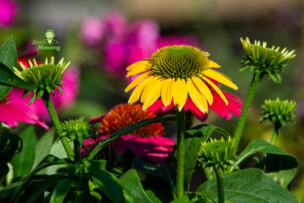 garden plants