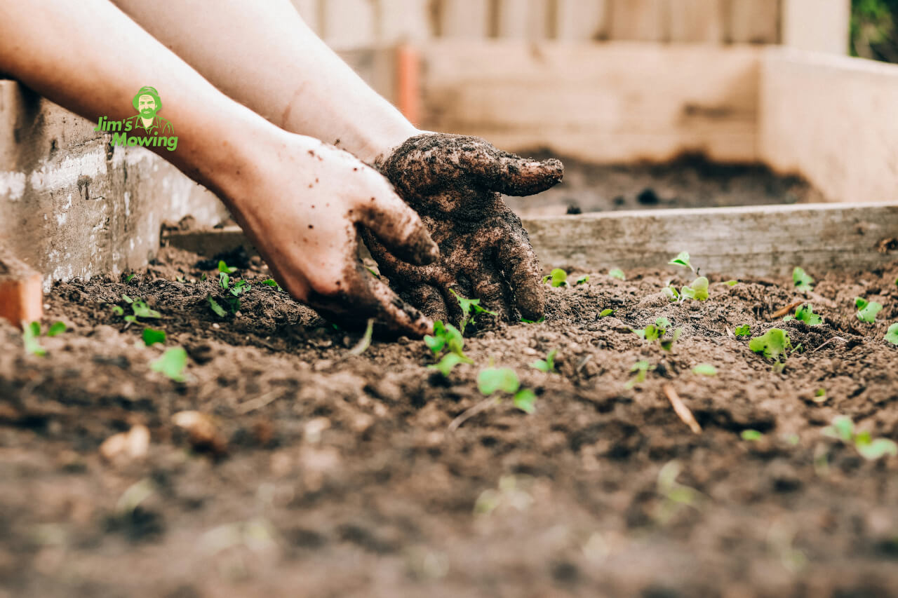 garden with seedlings