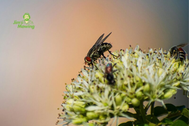 How to Get Rid of Flies in Outdoor Areas