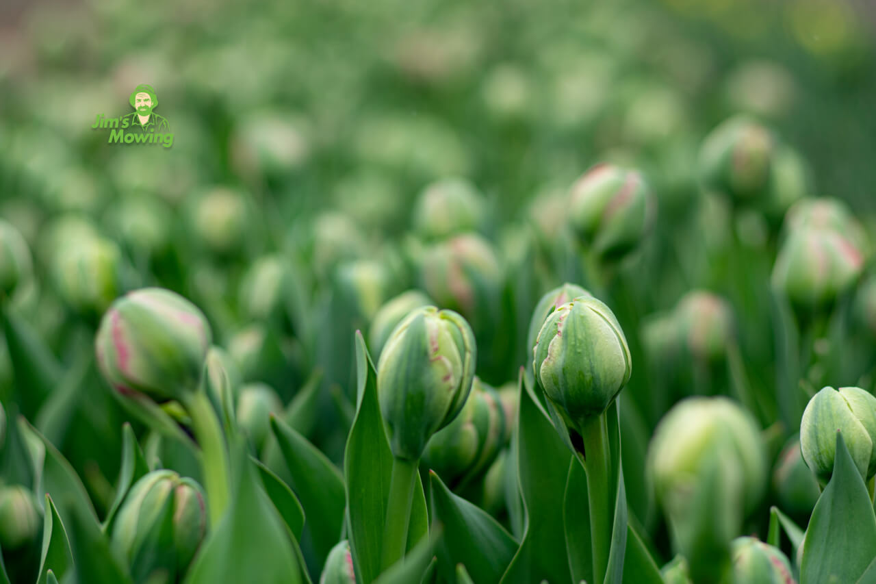 green flower buds