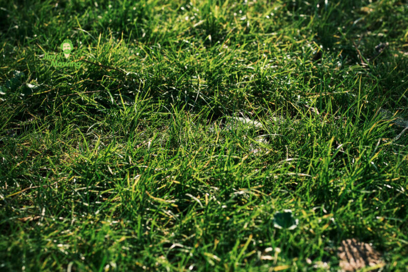 The Best Time to Weed and Feed a Lawn