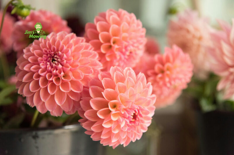 Dividing Dahlia Tubers in Spring