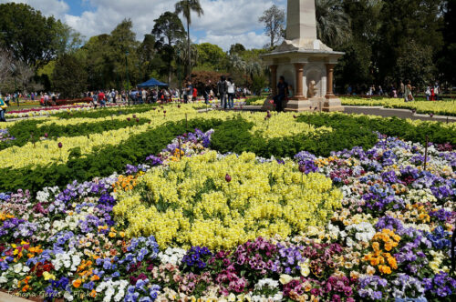 Plants Inspired by the Toowoomba Carnival of Flowers