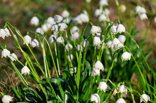 4 Plants that Flower in Winter﻿