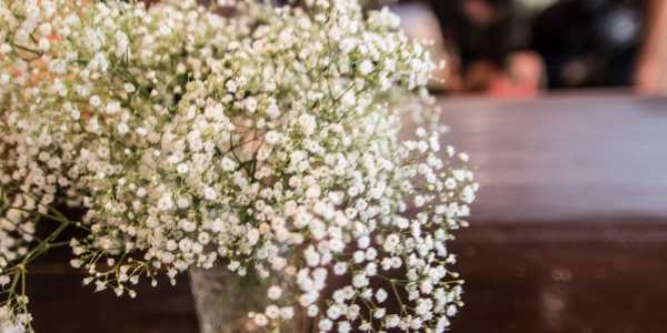 Baby's Breath