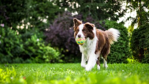 Dog Urine Lawn Burn: What Works and What Is a Myth