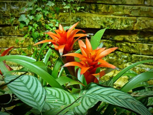How to Grow Bromeliads