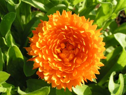 Jim's Mowing - Flower Gardens - Calendula
