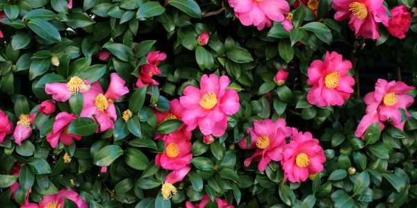 Pink Camellias