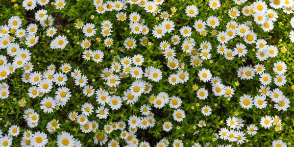 Daisies