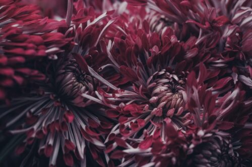 How to Grow Chrysanthemums