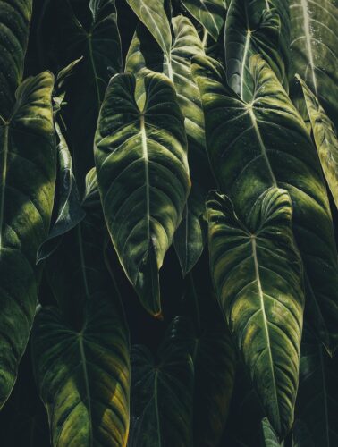 Planning a Tropical Garden
