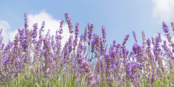 English Lavender