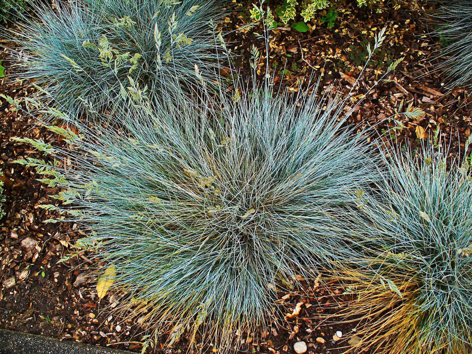 Australian Razor Grass The Ultimate Guide To Australian Native Grasses | Jim's Mowing