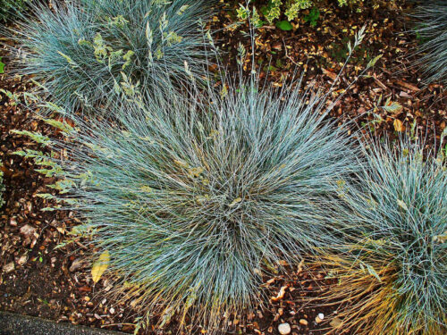 The Ultimate Guide to Australian Native Grasses