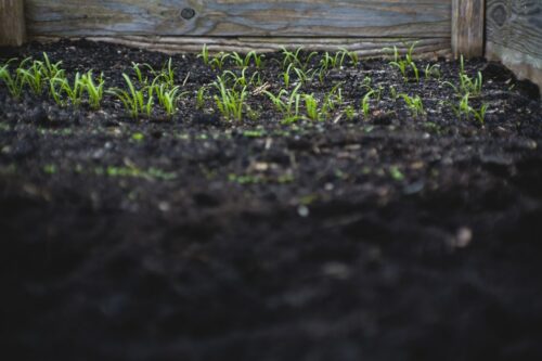 How to Improve Soil Quality