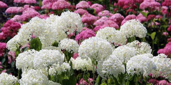 Hydrangeas