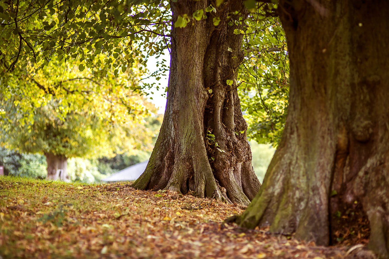 5 Beautiful Autumn Trees That Grow in Australia - Jim's Mowing Australia