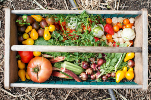 EASY TO GROW FOOD-PRODUCING PLANTS