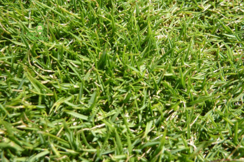 Buffalo Grass vs Other Popular Varieties of Lawn