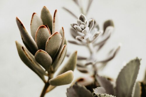 How to Grow Kalanchoe