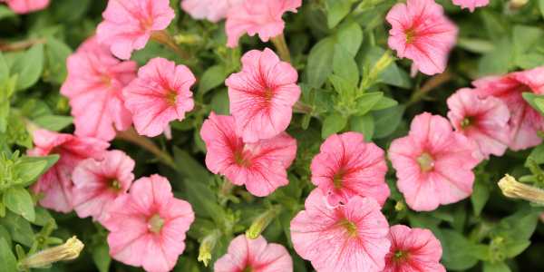 Petunias