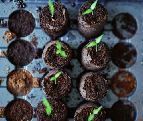 How to transplant plants and seedlings in the backyard