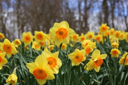 Hypoallergenic Flowers to Plant in Your Garden for Spring