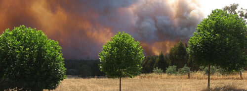 Fire Retardant Trees and Plants
