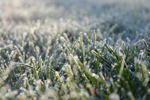Is It Ok to Cut Grass After Frost? Essential Lawn Care Tips