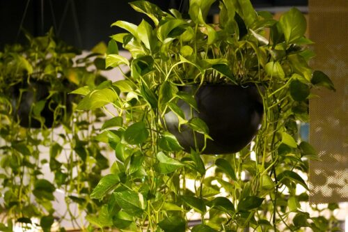 How to hang plants from the ceiling