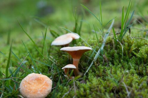 Mushrooms, Slime Mould and Fairy Rings in Your Lawn Explained