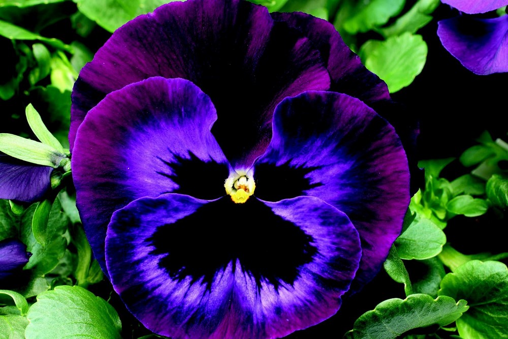 Jim's Mowing - Flower Gardens - Pansies